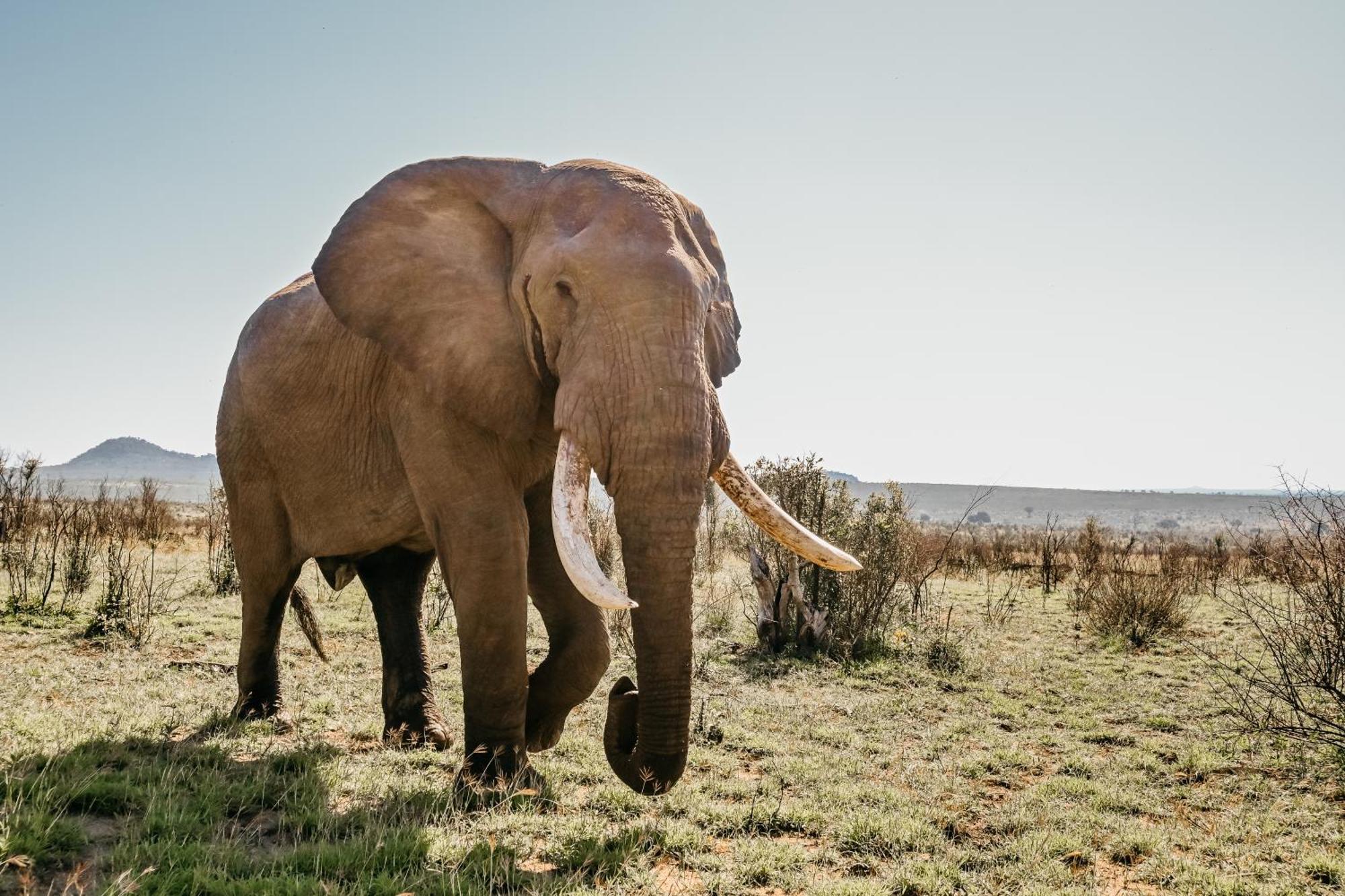 Mdluli Safari Lodge Hazyview Kültér fotó