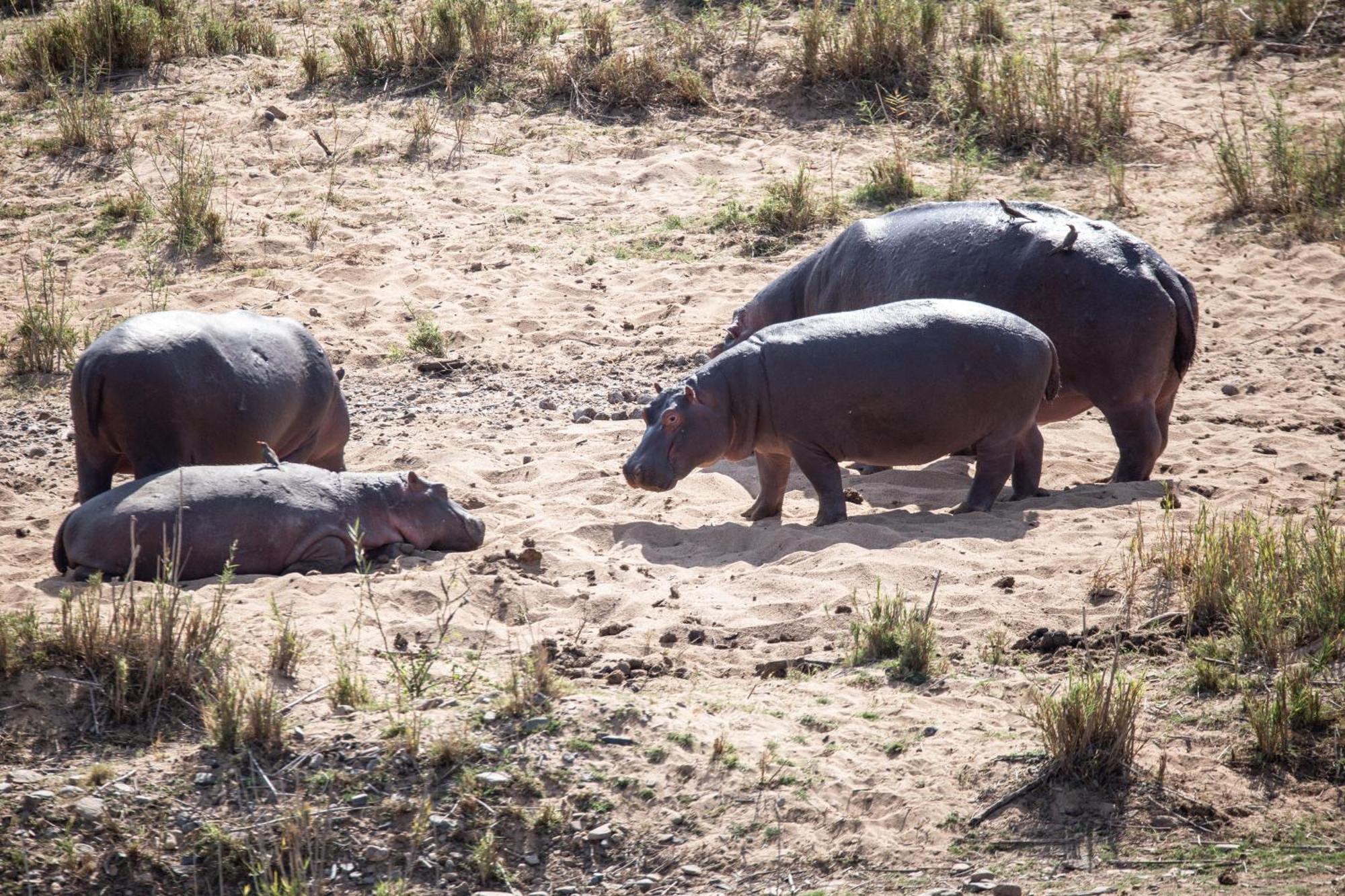 Mdluli Safari Lodge Hazyview Kültér fotó