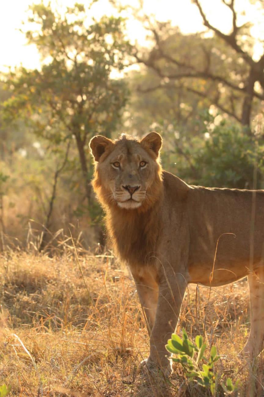 Mdluli Safari Lodge Hazyview Kültér fotó