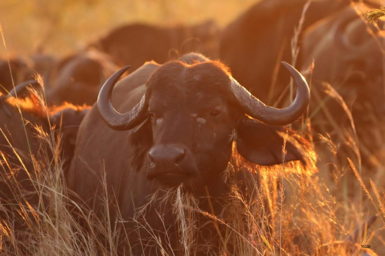 Mdluli Safari Lodge Hazyview Kültér fotó